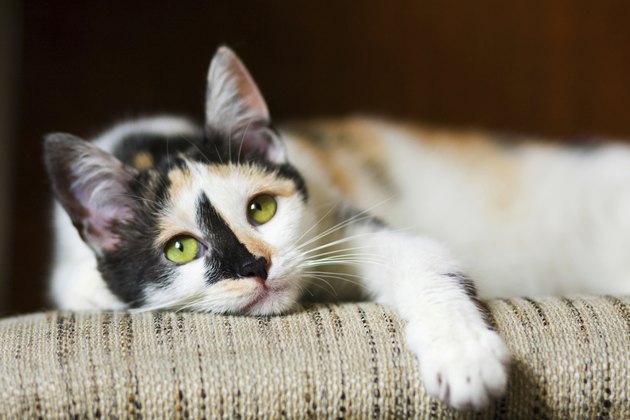 Bored cat