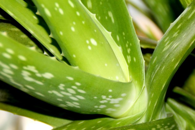Aloe Vera Cactus Photo Close up Medicinal Plant Herbal
