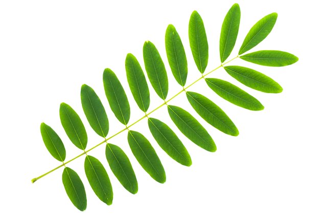 Cassia siamea leaf isolated on white background