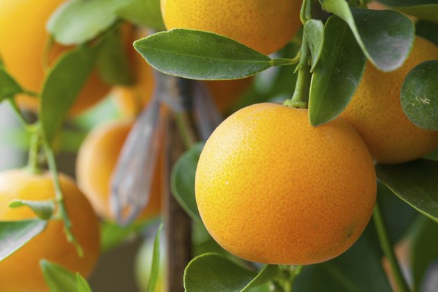 Fresh orange