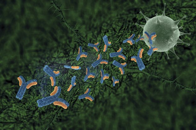 antibodies