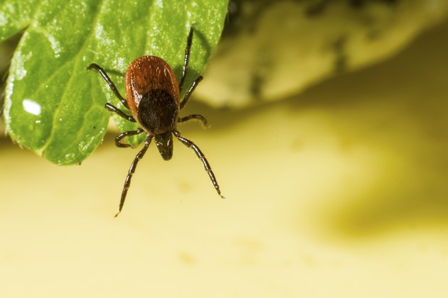Tick