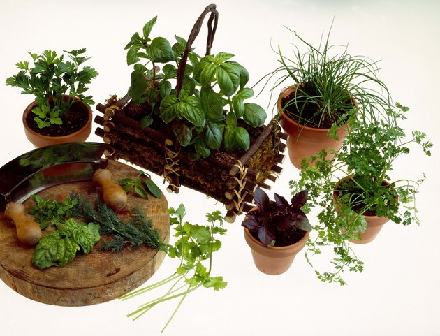 Potted herbs