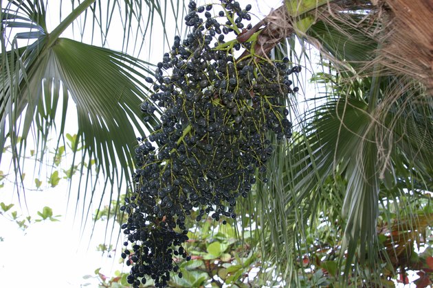 Acai berries