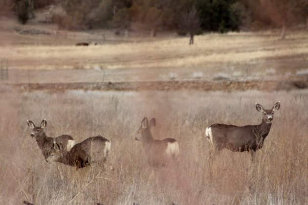Four deer behind red plants
