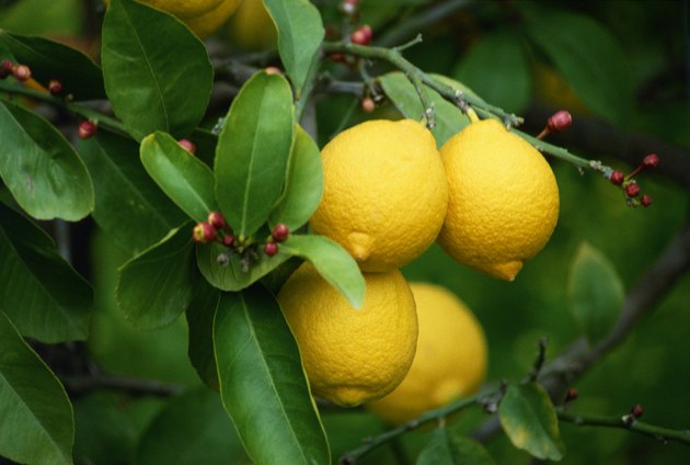 Lemons growing on a tree