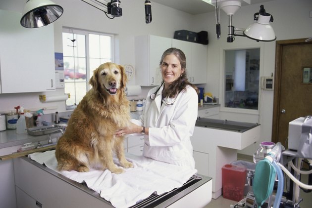 Portrait of a female veterinarian with a dog