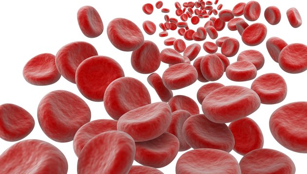 Blood Cells under microscope
