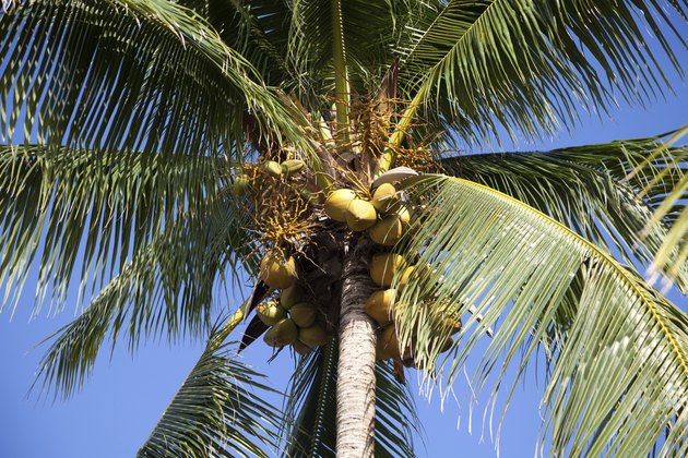 Coconut tree