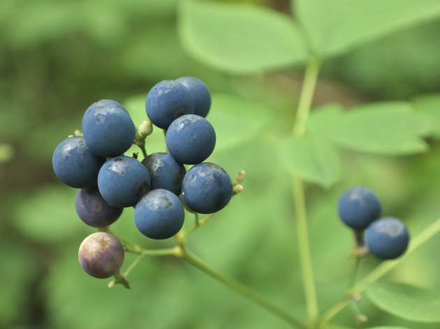Blue Cohosh Berries