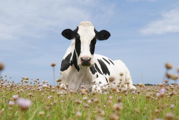Dutch Holstein Cow with pink flowers