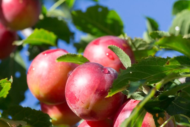 Big red plums on tree