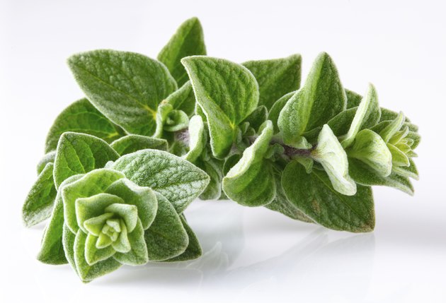 Oregano isolated on white