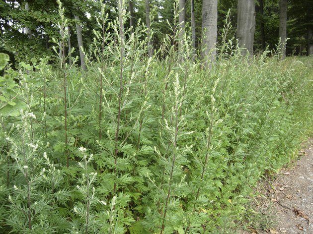 Mugwort on the edge