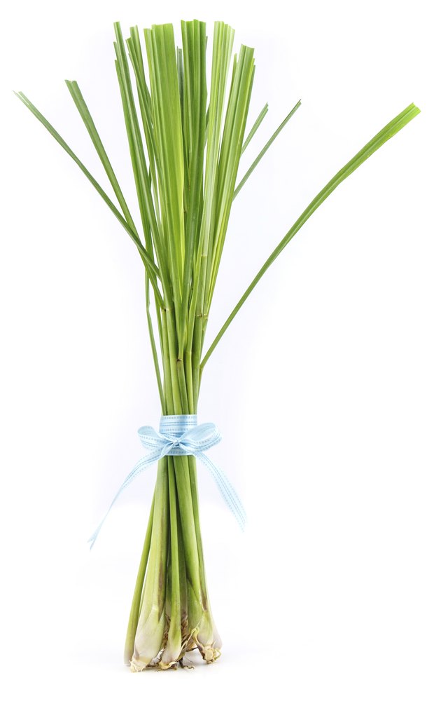 Lemon grass stand on white background