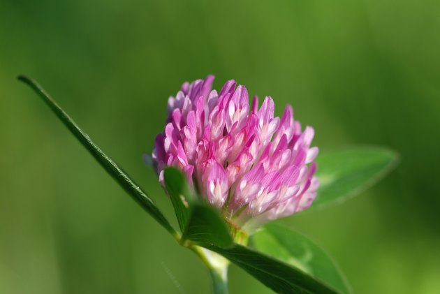 close-up of a single red clover