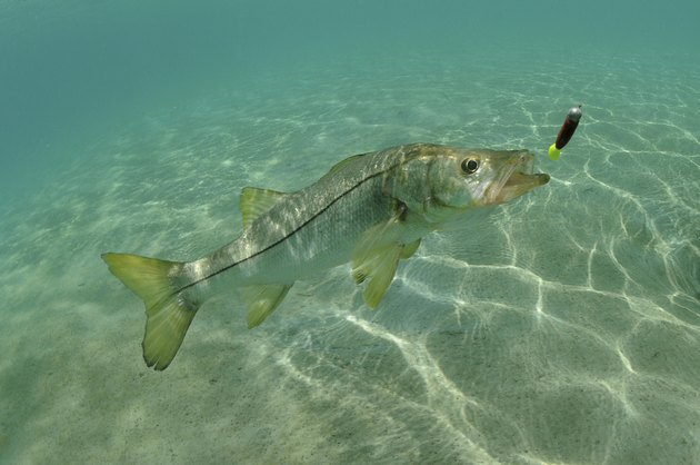 Snook in ocean chasing lure