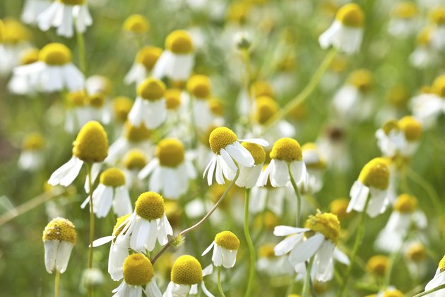 Chamomile
