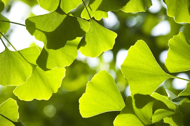 Close-up of Ginkgo leaves