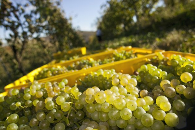 Green Grapes fresh from the vine in a vineyard.