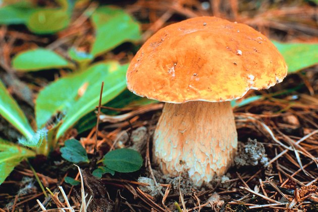 Mushroom