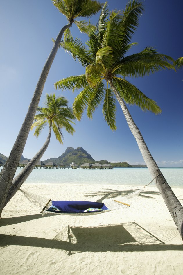 French Polynesia, Tahiti, Bora Bora, Bora Bora Pearl Resort, A hammock hanging between two palm trees