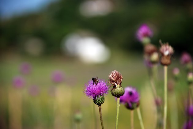 Herb Milk thistle 4