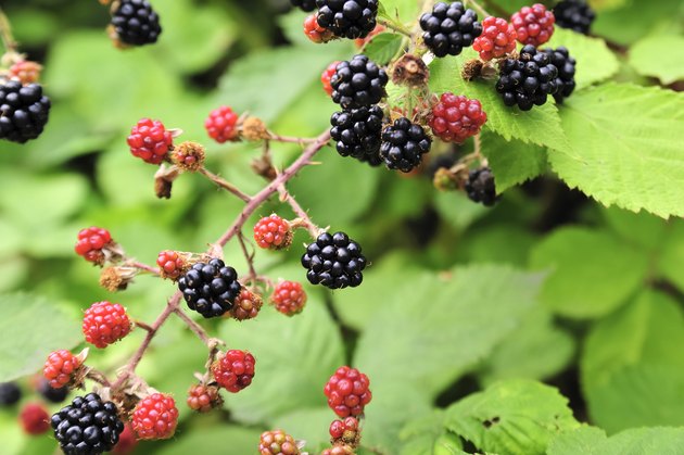 nature food - blackberries bunch on a farm