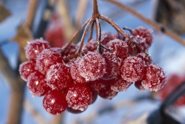 Highbush cranberry fruit with frost