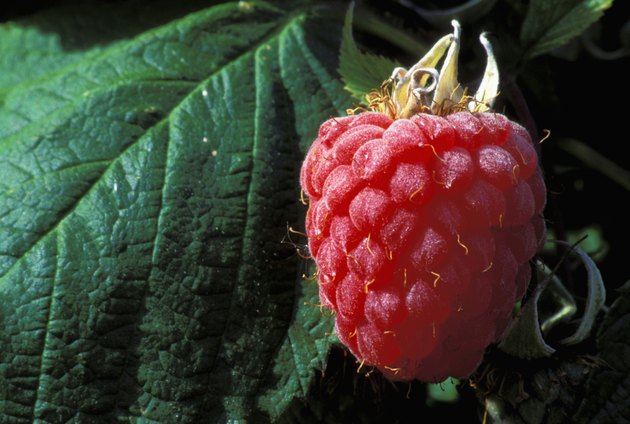 Close-up of a raspberry