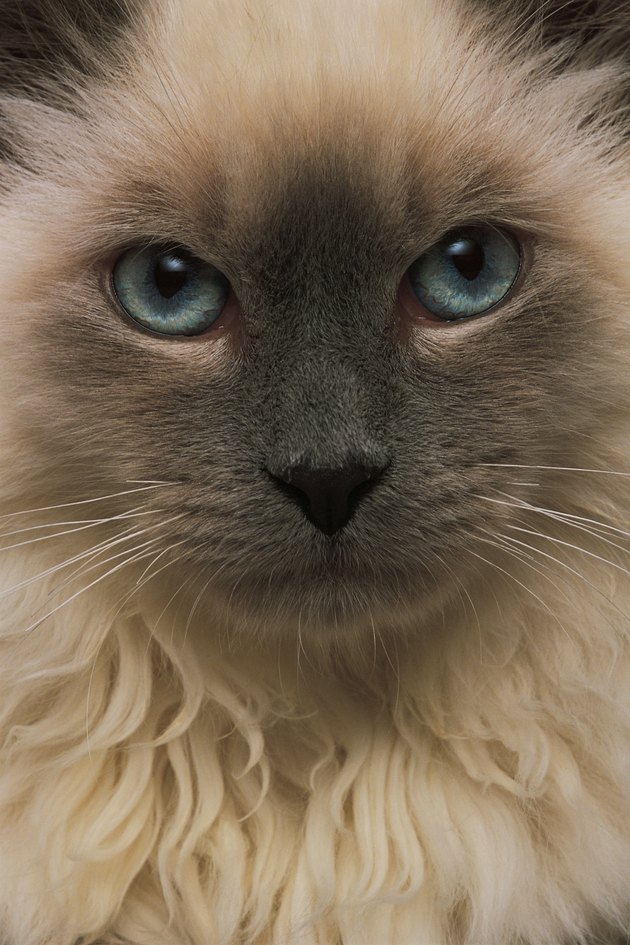 Portrait of cat