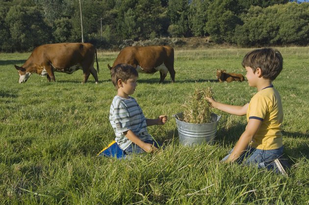 Boys playing with bucket by cows