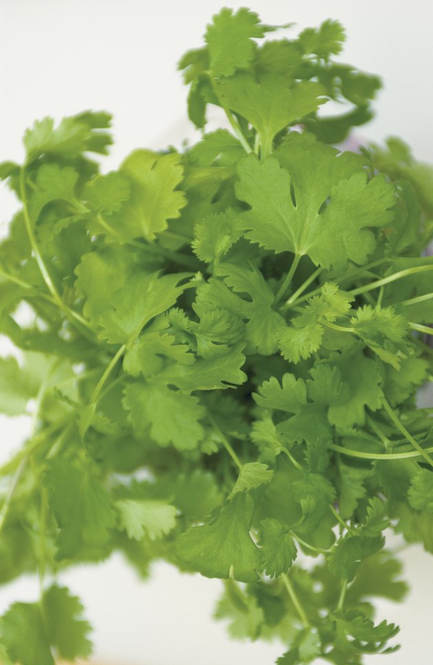 Coriander, close up