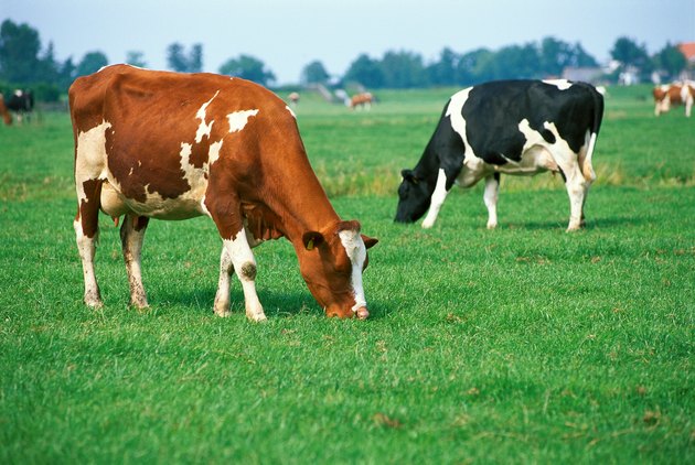 Cows on pasture