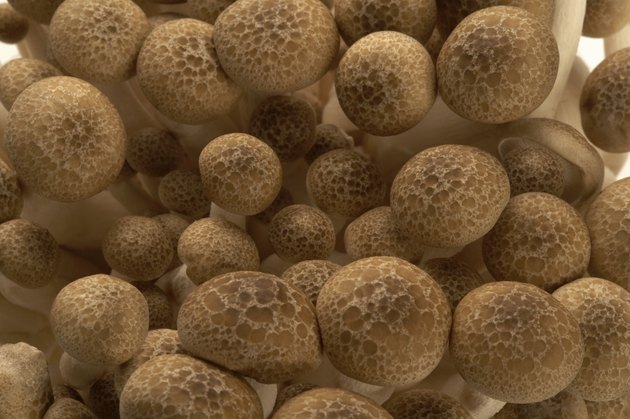 Chinese mushrooms