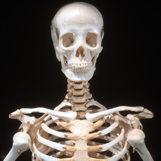 close-up of a skeletal bust