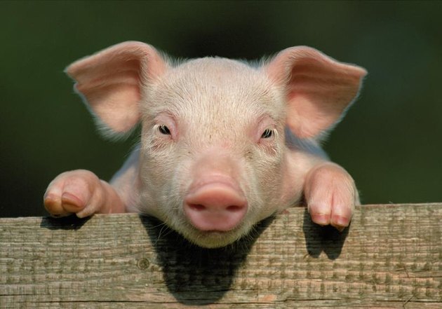 Piglet