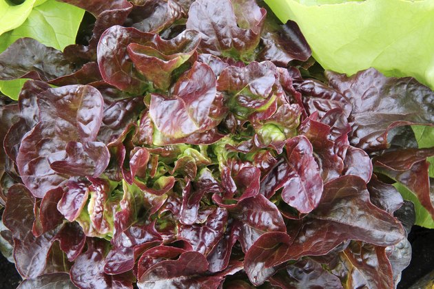 Red oak leaf lettuce