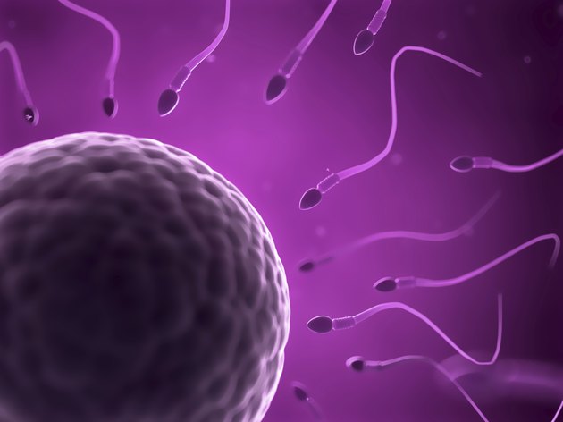 sperm and egg cell