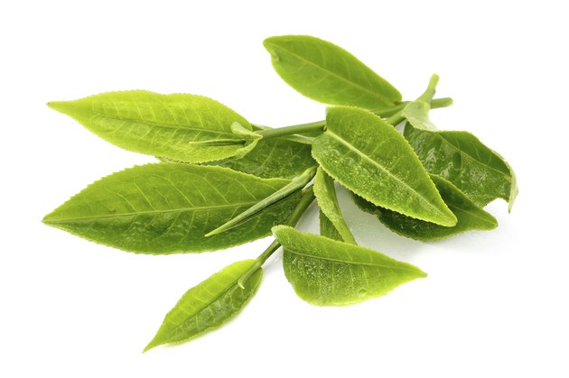 tea leaf