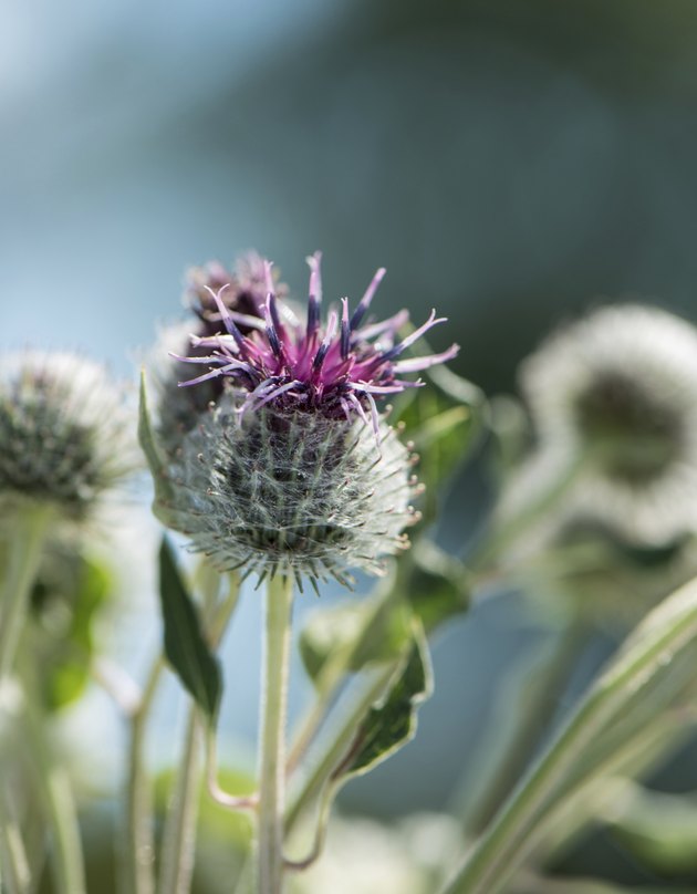 weed flowers