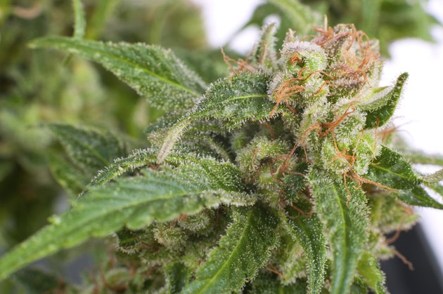 Marijuana Plant