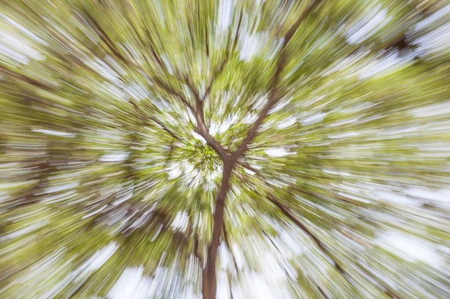 Blurred bokeh of green tree in forest background.