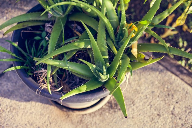Aloe Vera Plant