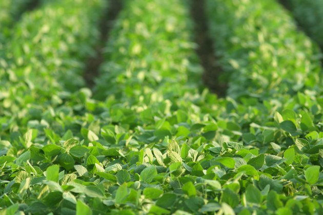 rows of soybeans