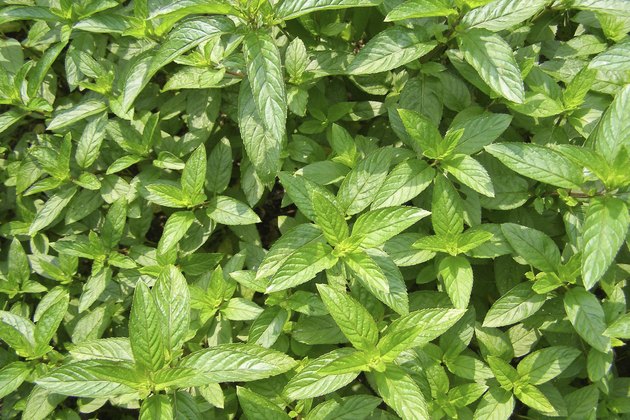 Peppermint