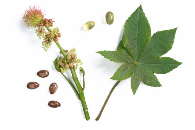 Blossom and leaf of the castor plant
