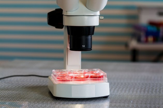 blood test in medical laboratory bench with microscope