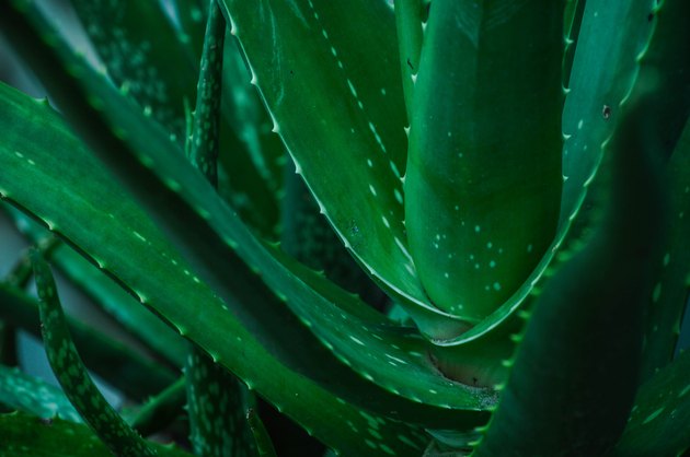 Aloe vera