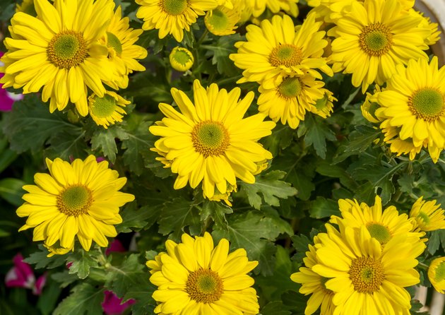 Yellow chrysanthemum flowers